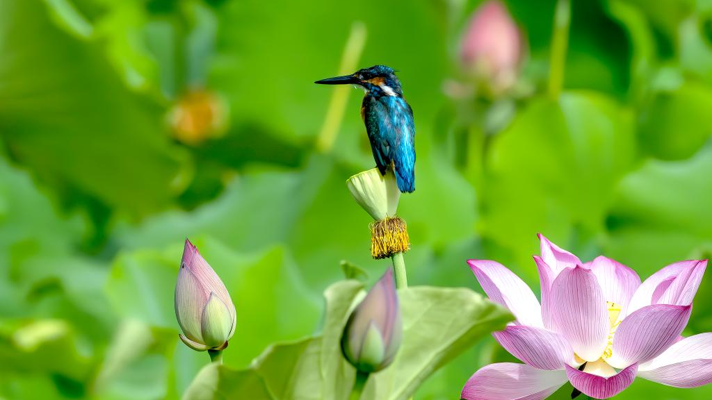 In pics: Fuzhou, international wetland city in China's Fujian