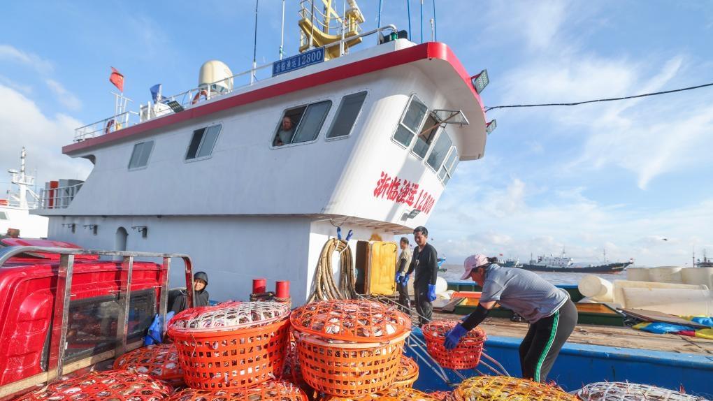 Swimming crabs harvested in Zhoushan, China's Zhejiang