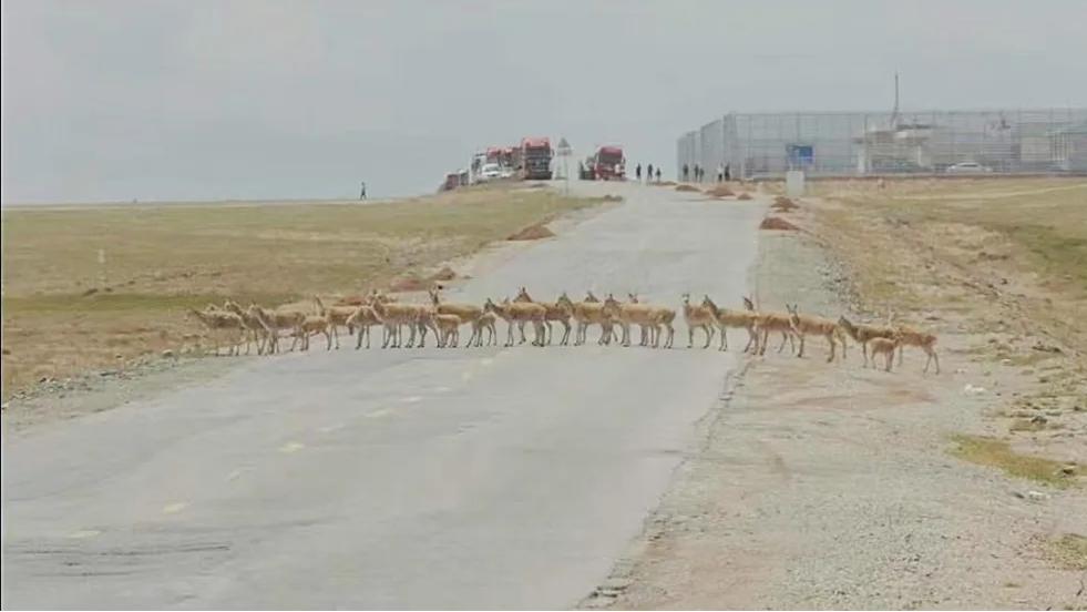 Tibetan antelopes start homebound migration