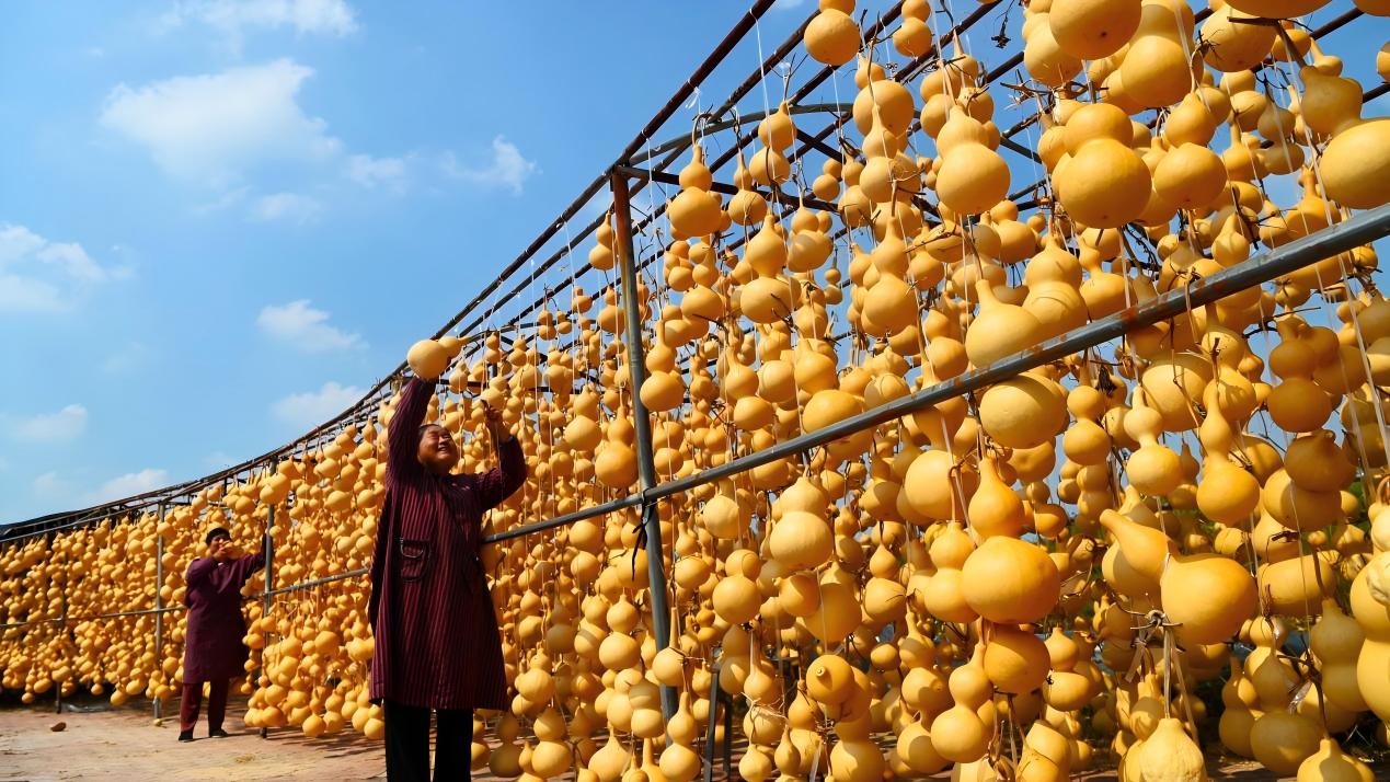 Gourd generates wealth for villagers in E China's Shandong