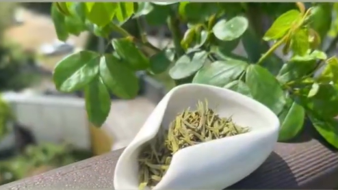 Trending in China | Pingyang Huangtang Yellow Tea