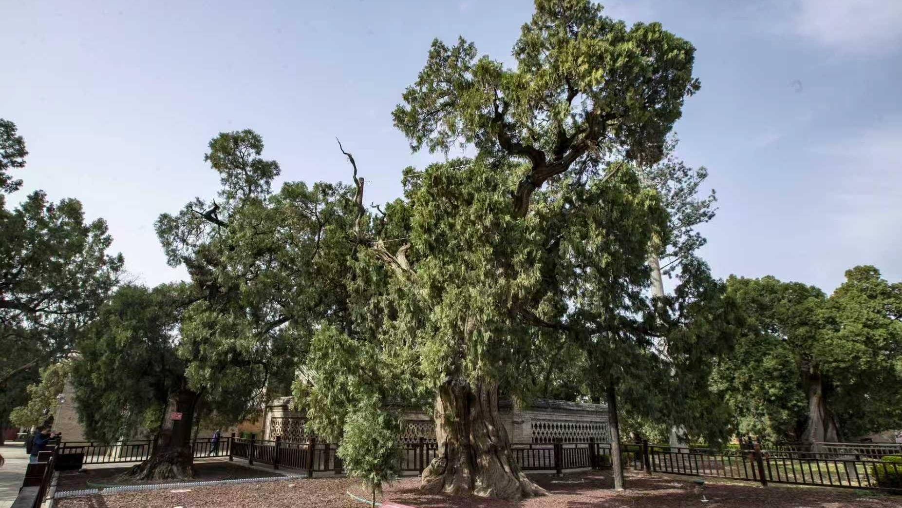 Millennium-old cypresses carry culture across generations