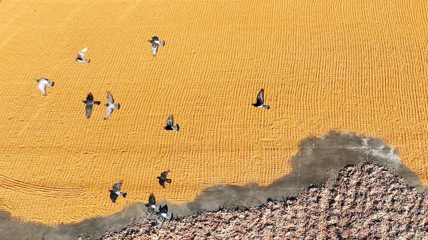 Enchanting autumn scenery in Suihua, NE China's Heilongjiang