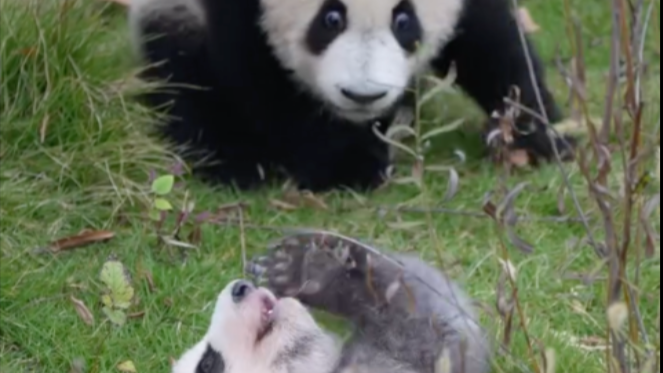 Cute panda pals tumble in clumsy rumble