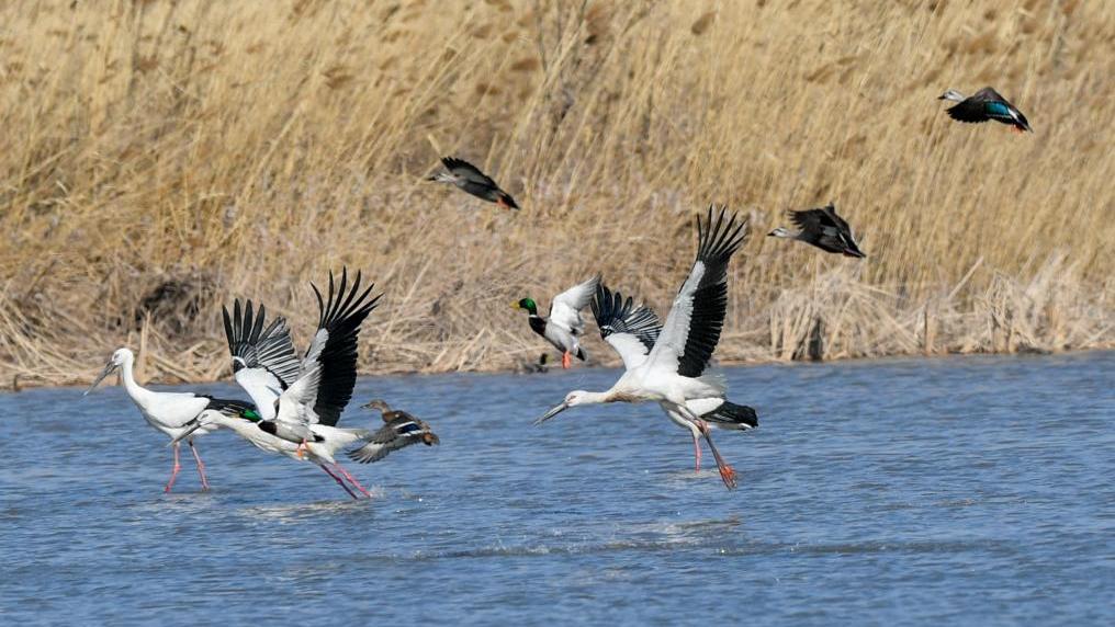 Qilihai Wetland in north China reports record bird counts, earlier migration