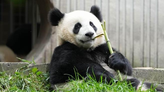 A glimpse of giant pandas at Sichuan bases