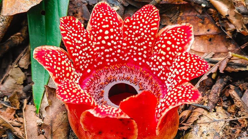 Rare parasitic flowering plant rediscovered on Jingmai Mountain, SW China's Yunnan