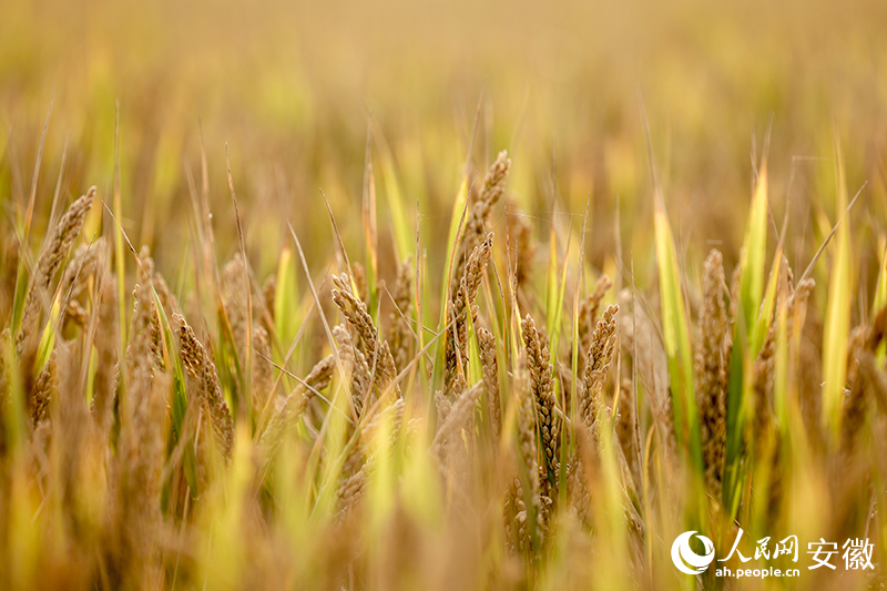Glutinous rice industry exceeds 10 billion yuan in Huaiyuan, E China's Anhui