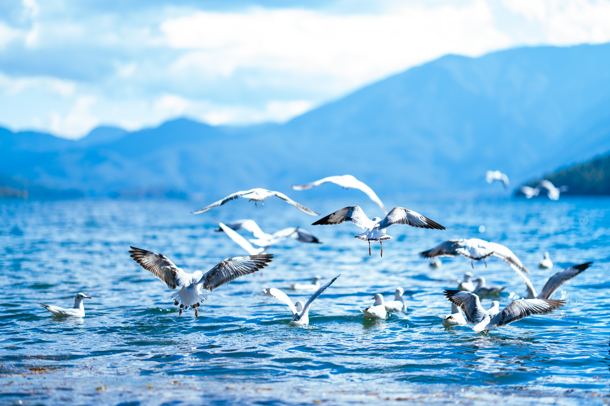 First batch of wintering black-headed gulls arrive at Lugu Lake in Yunnan