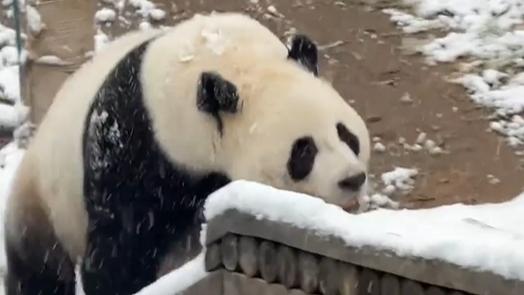 Giant panda's snowy slide adventure