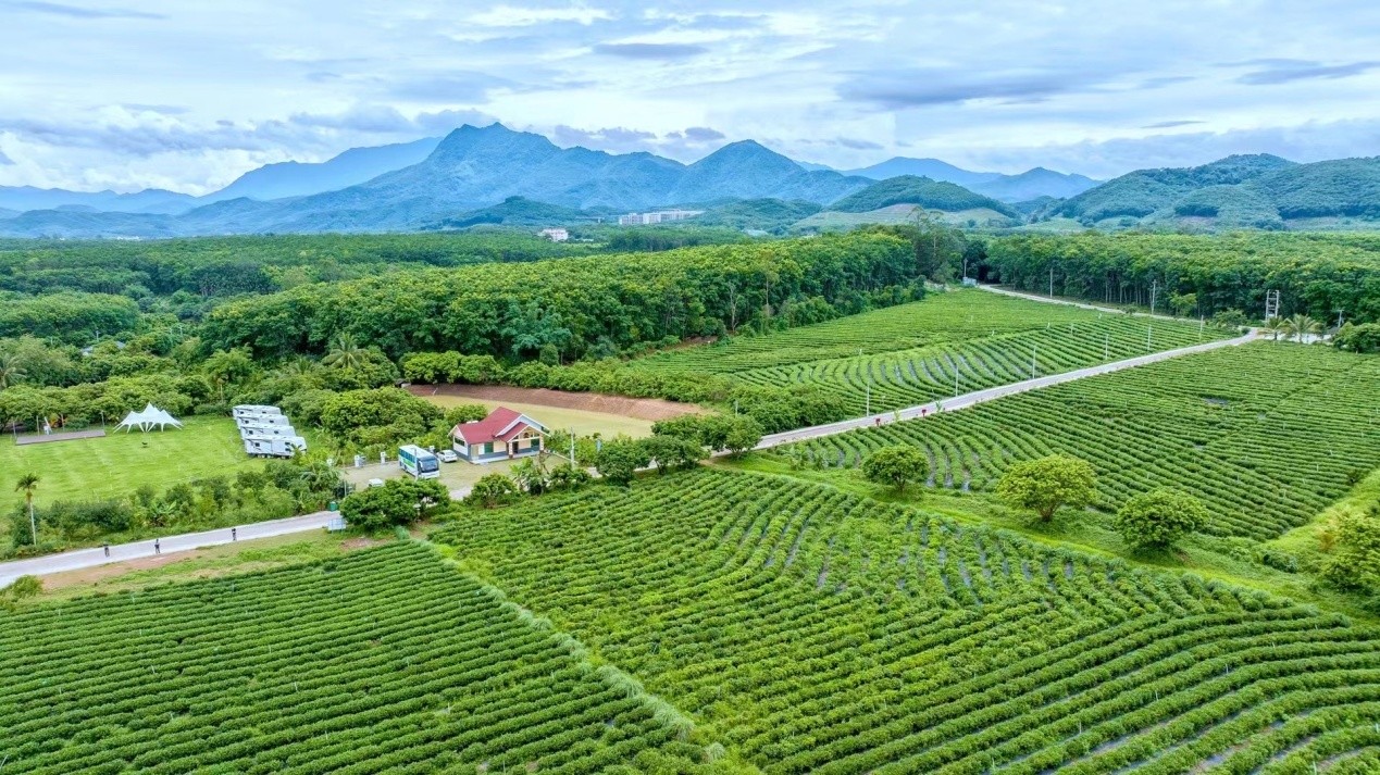 Int'l delegation explores organic tea culture in Baisha, S China's Hainan