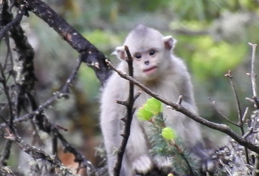 Effective protection boosts Yunnan snub-nosed monkey numbers in SW China