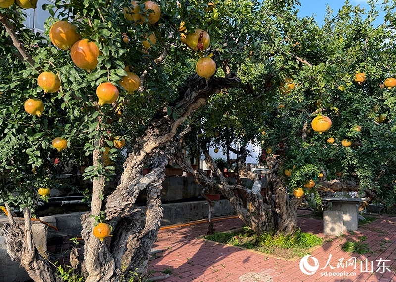 Pomegranates fuel art and economic growth in Zaozhuang, E China's Shandong