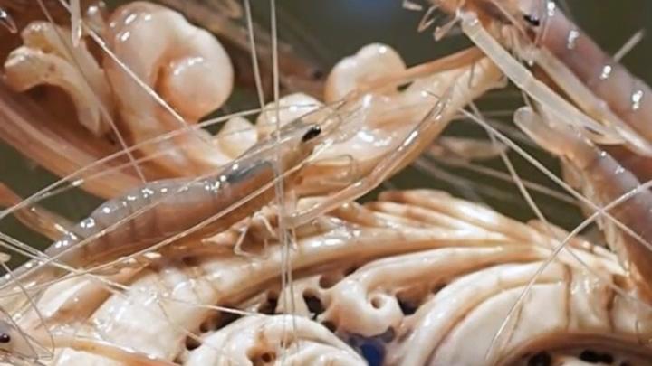 Trending in China | Ode to the sea: Bone horn carving