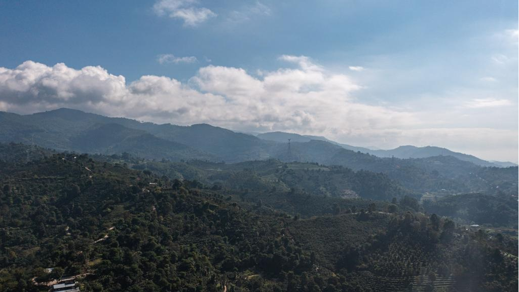 Pu'er harvests 84,000 tonnes of coffee beans annually in SW China's Yunnan