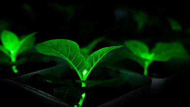 Chinese researchers successfully cultivate self-glimmering plants