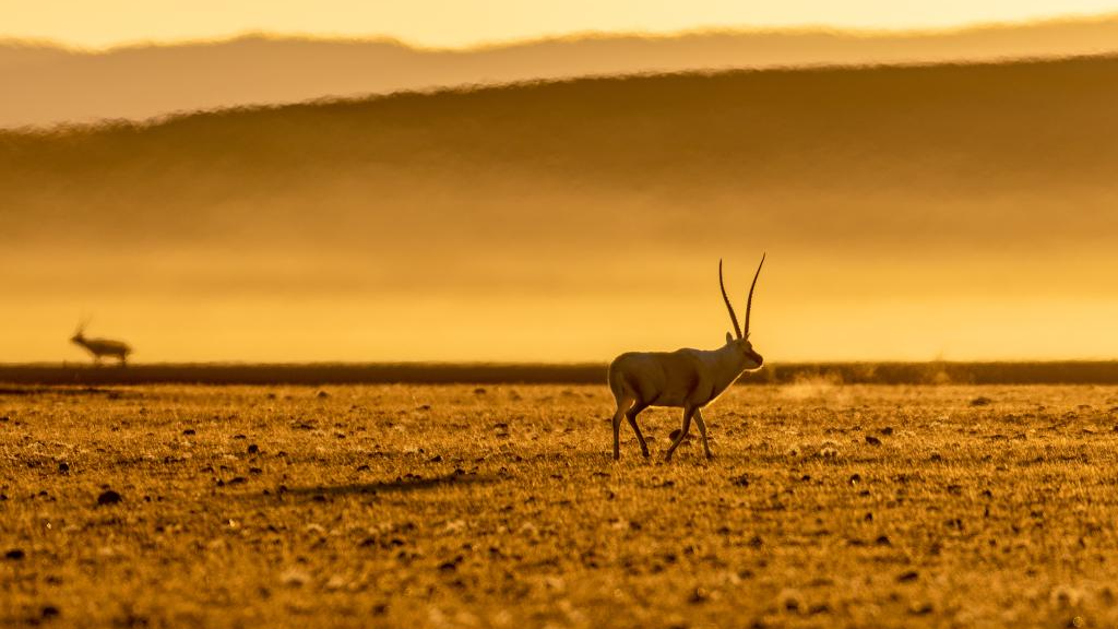 Wild animals thrive at Changtang National Nature Reserve in China's Xizang