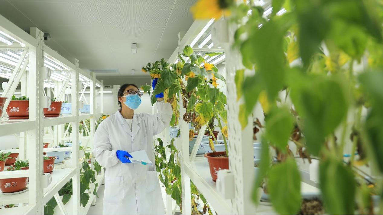 China emerges as a global leader in seed industry innovation