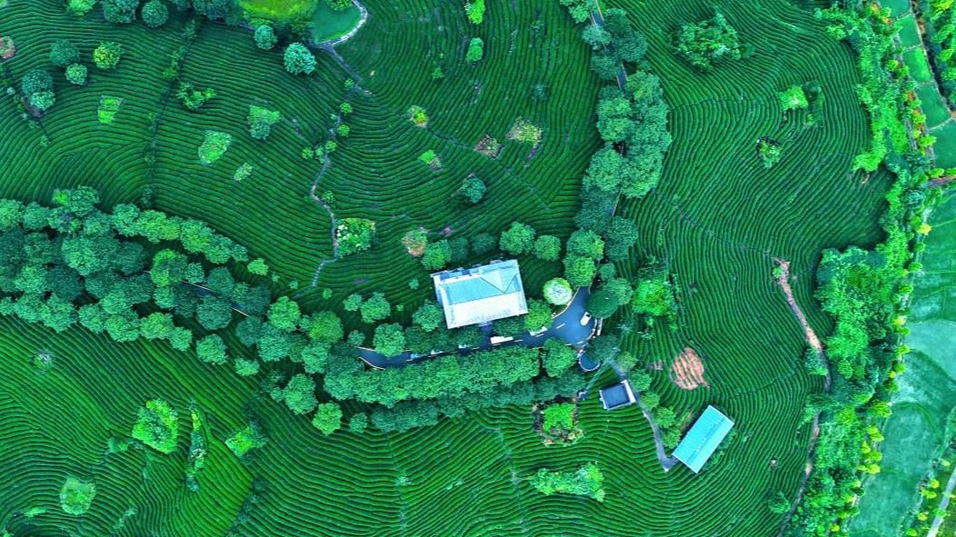 Taiwan-style oolong tea takes root in Zhangping, SE China's Fujian