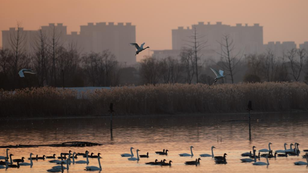 City park attracts migratory birds for wintering in Chuzhou, China's Anhui