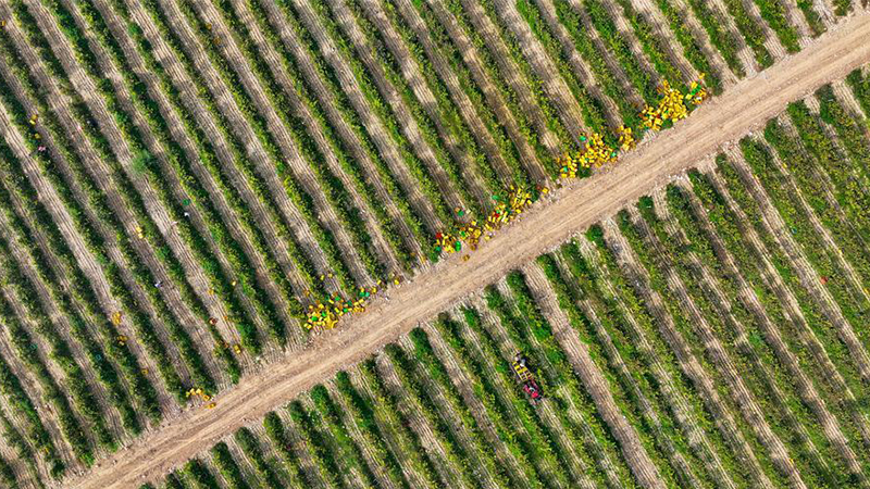 China's Ningxia sees first carbon credit transaction from vineyard