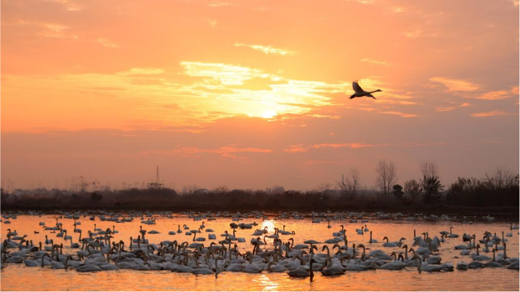 Migratory birds seen at Donggu Lake in Hunan, C China