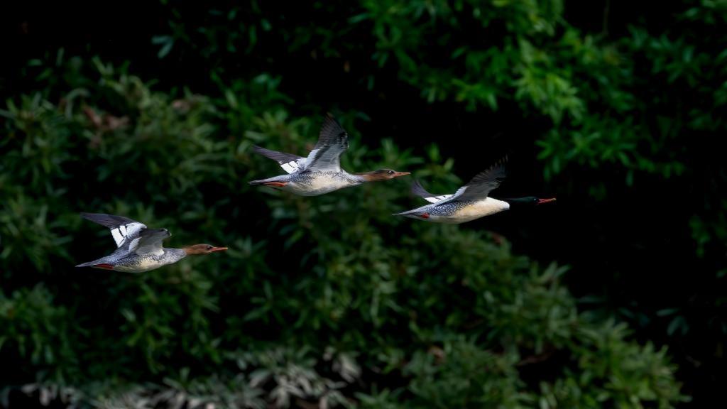 Chinese mergansers spotted wintering in Dazhang River, SE China