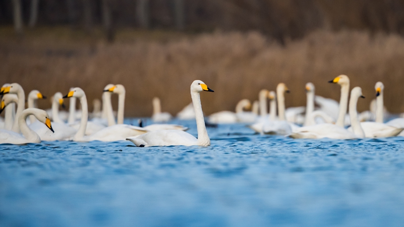 Migratory swans flock to Yellow River wetland in Sanmenxia to spend winter