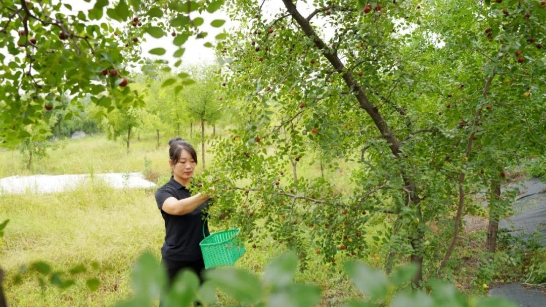 Wild jujube seed spurs growth in N China's Hebei as sleep disorder remedy