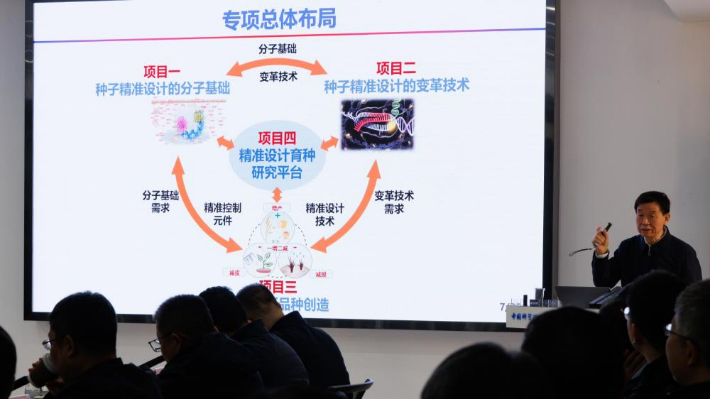 Chinese scientists develop "precision-designed" seeds to boost food security