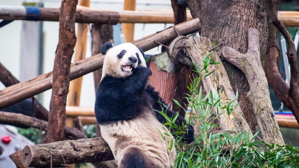 Giant panda house at Chongqing zoo completes renovation