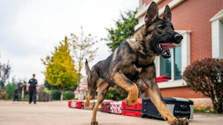 Built for the front line, China's homegrown Kunming dog goes nationwide