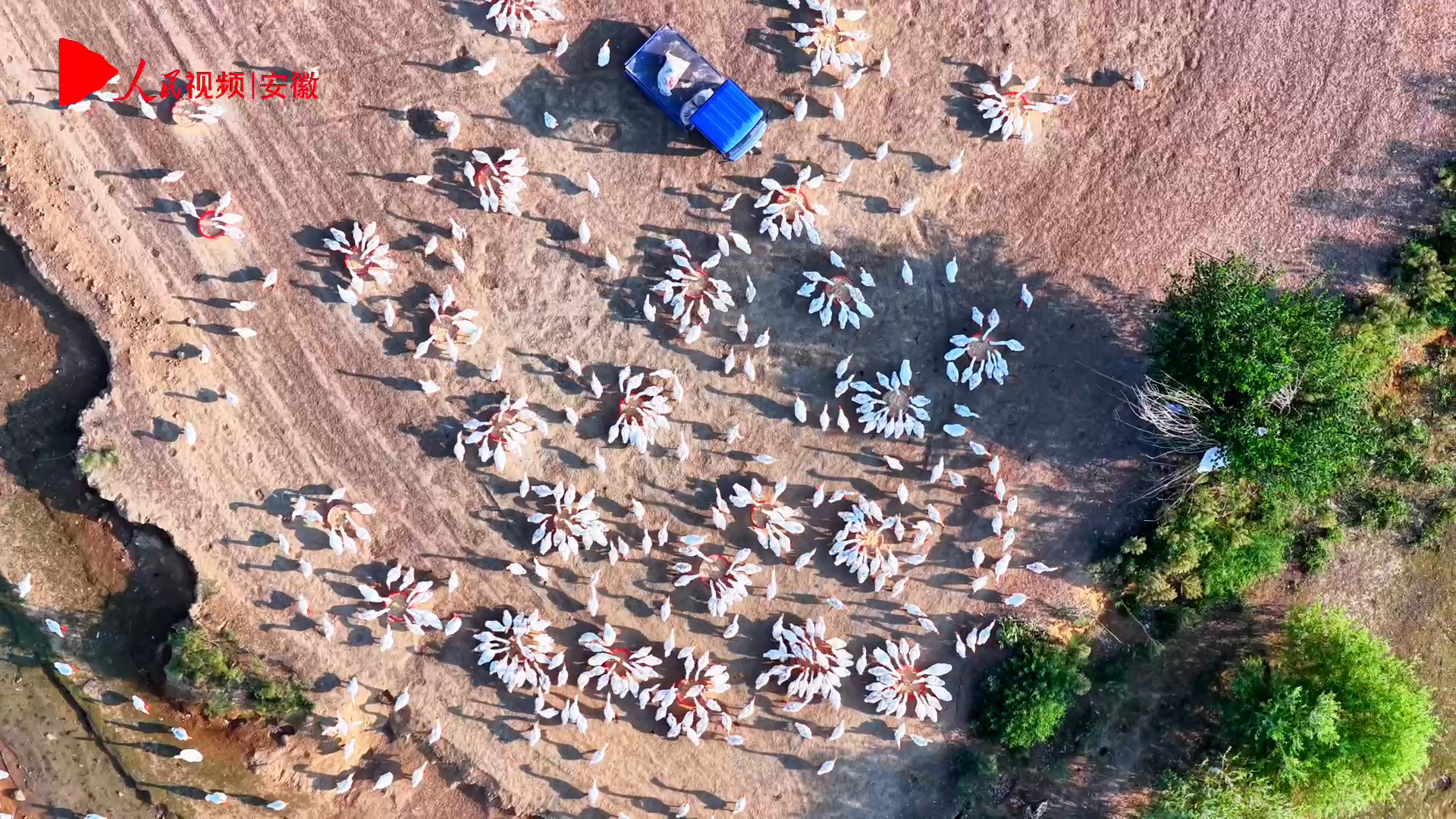 Magical scene unfolds as geese gather for food at breeding base in E China's Anhui