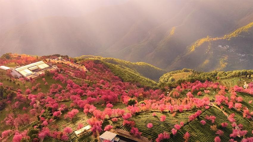 Over 10 thousand flowering winter cherry trees adorn valley in SW China's Yunnan