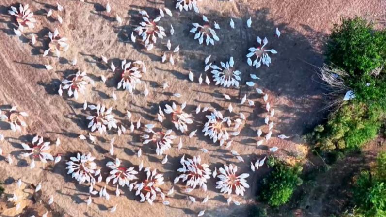 Magical scene unfolds as geese gather for food at breeding base in E China's Anhui