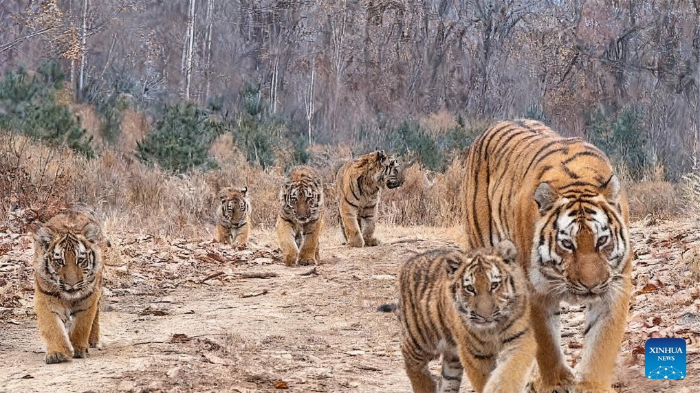 China reports its first sighting of wild Siberian tiger quintuplets