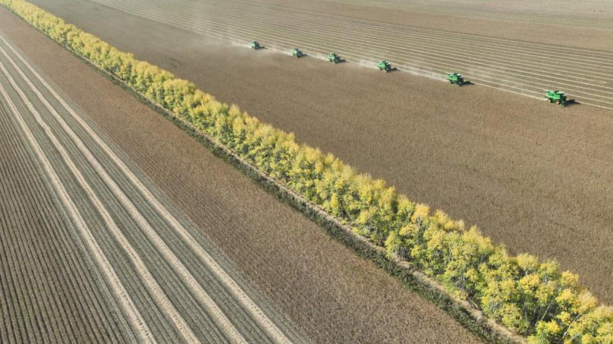 National grain output hits new high in 2025 despite successive severe natural disasters