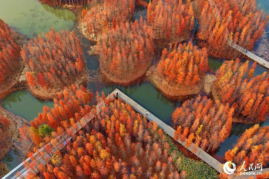 'Floating forest' adds charm to winter scenery in Nanchang, E China's Jiangxi