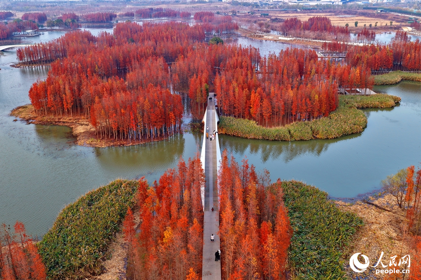 'Floating forest' adds charm to winter scenery in Nanchang, E China's Jiangxi