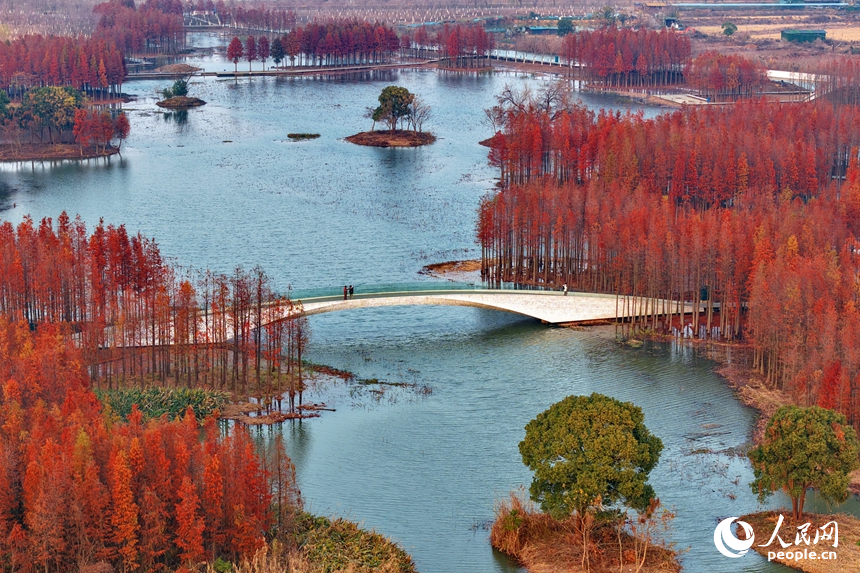 'Floating forest' adds charm to winter scenery in Nanchang, E China's Jiangxi