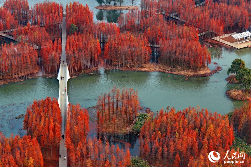 'Floating forest' adds charm to winter scenery in Nanchang, E China's Jiangxi