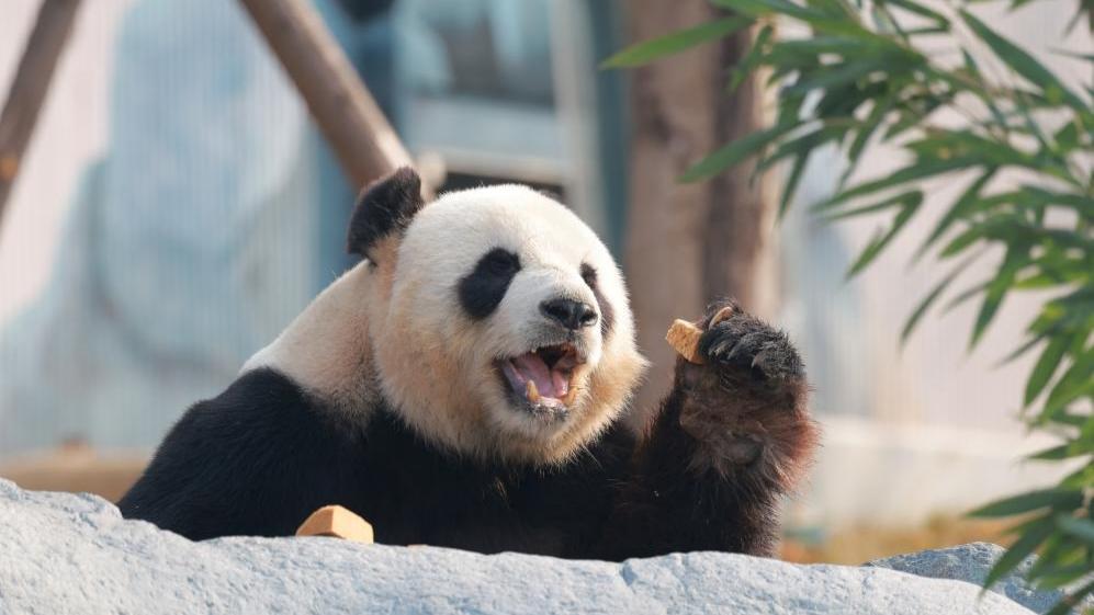 New base of conservation, research center for giant panda opens to public in SW China