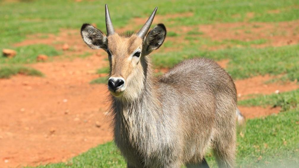 In pics: animals at Johannesburg Zoo in South Africa