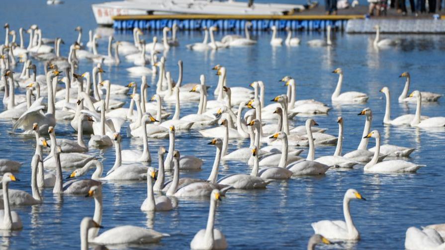 Over 6,000 migratory whooper swans flock to E China's Rongcheng to spend winter