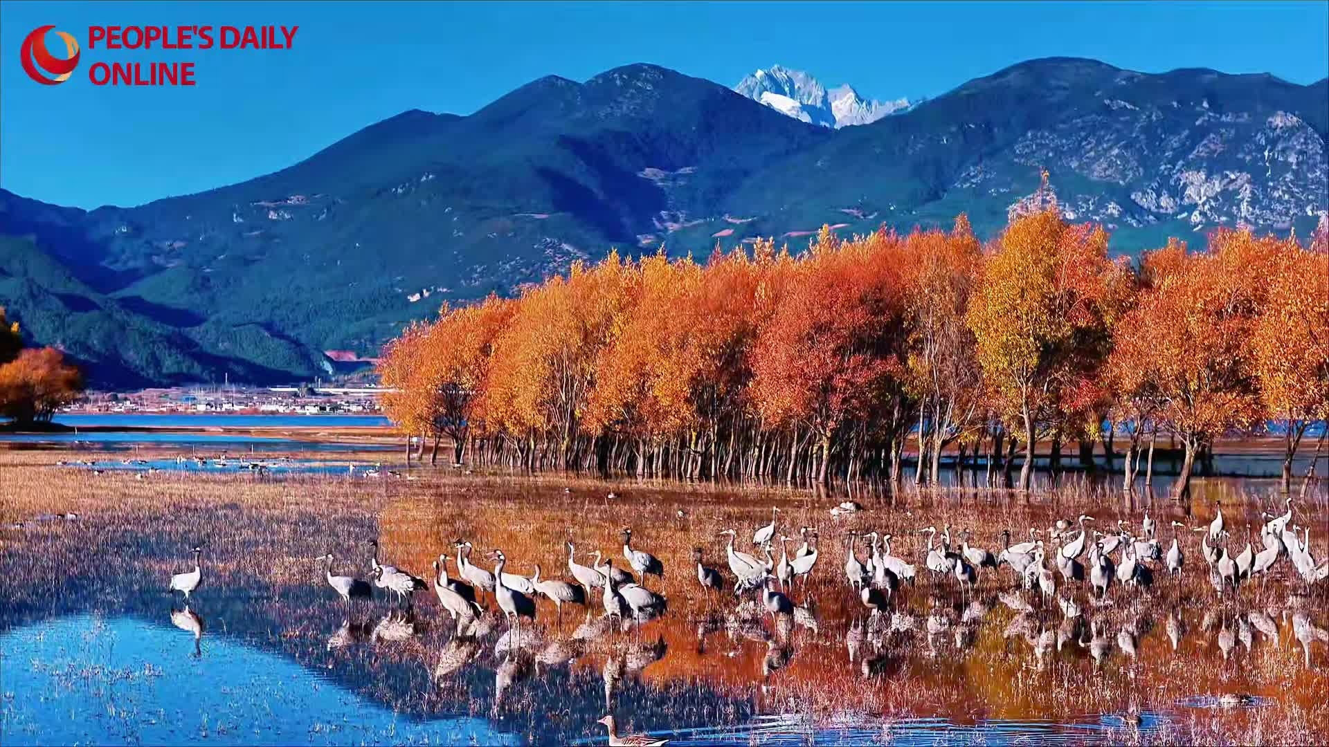 Migratory cranes transform Yunnan's Lashi Lake into winter wonderland