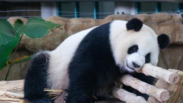 New giant panda pair makes public debut in Malaysia