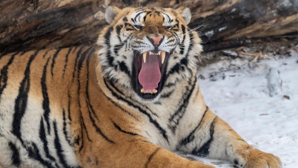 In pics: snow-covered Siberian Tiger Park in Harbin