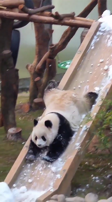 Panda plays with snow on a slide