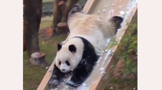 Panda plays with snow on a slide