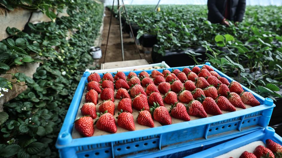 Local authorities upgrade strawberry-based economy in Donggang, China's Liaoning